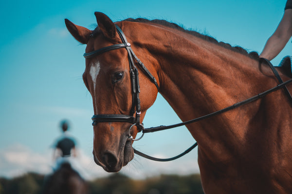 Is your horse doing exactly what you ask?
