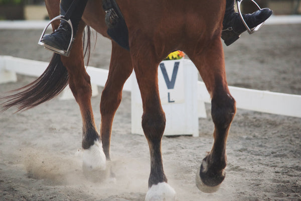 Everything you need to know about dressage
