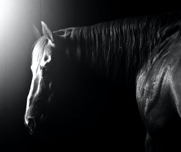 From Pony Club to the Olympics - What's in between?