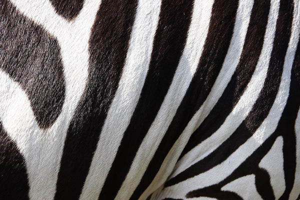 Would Stripes have become a racehorse if he knew he was a zebra?